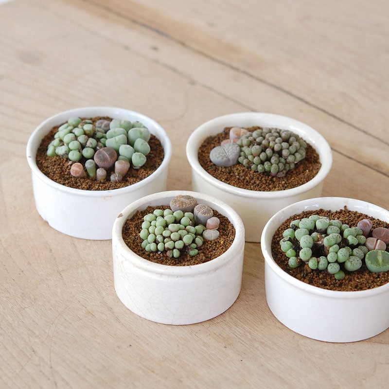 Lithops and Conophytum x antique イギリスジャー