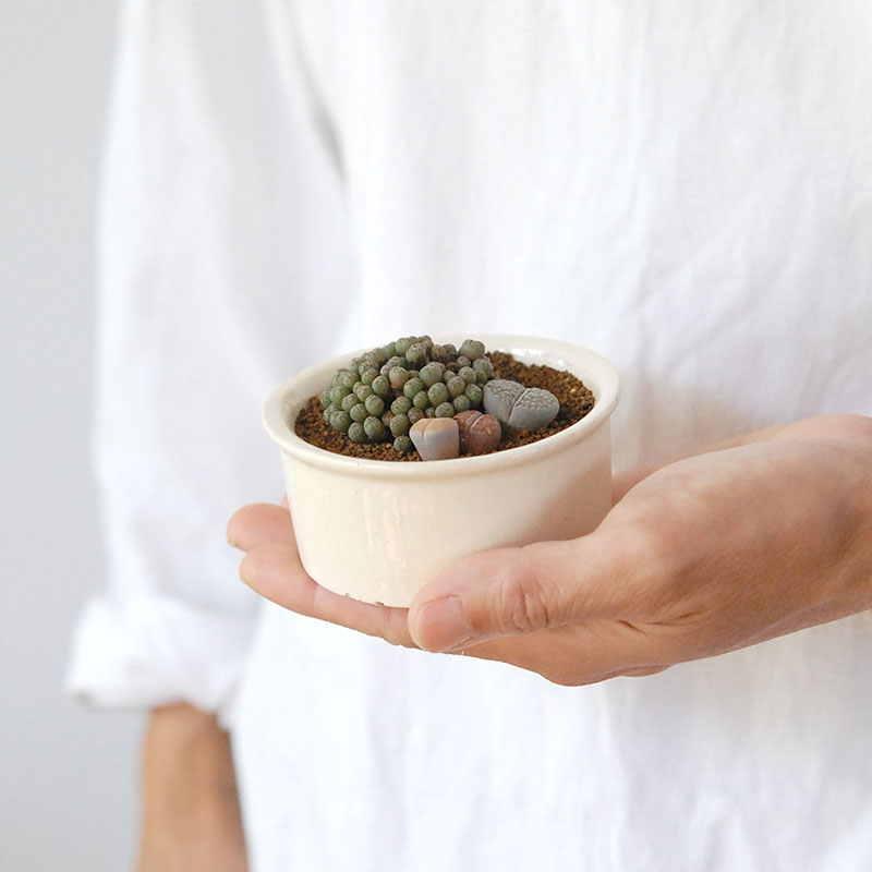 Lithops and Conophytum x antique イギリスジャー