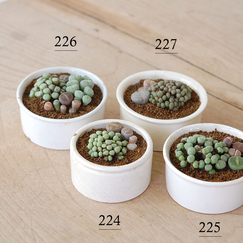 Lithops and Conophytum x antique イギリスジャー