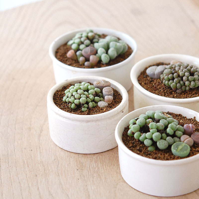 Lithops and Conophytum x antique イギリスジャー