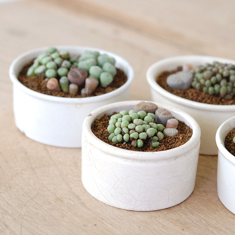 Lithops and Conophytum x antique イギリスジャー