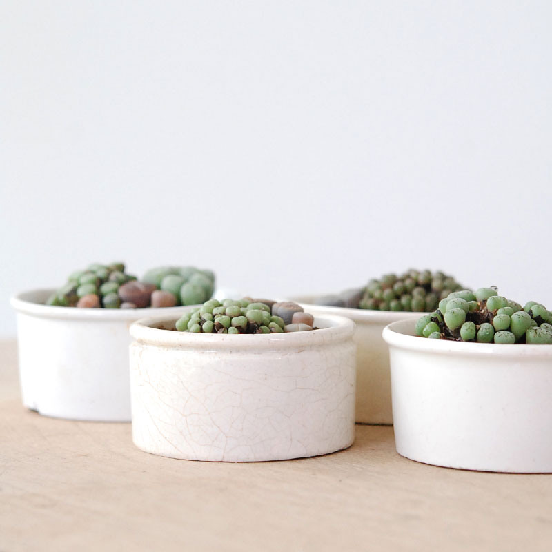 Lithops and Conophytum x antique イギリスジャー