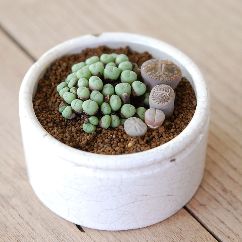 Lithops and Conophytum x antique イギリスジャー