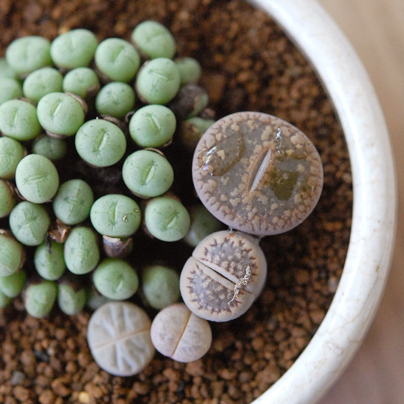 Lithops and Conophytum x antique イギリスジャー