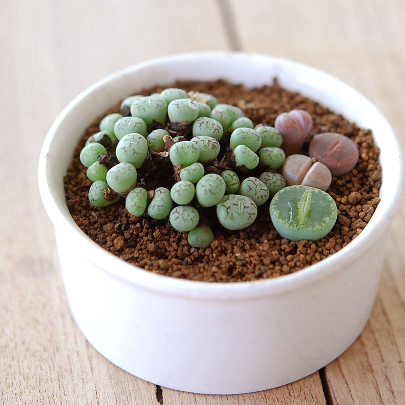 Lithops and Conophytum x antique イギリスジャー