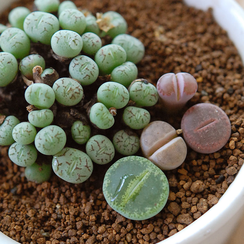Lithops and Conophytum x antique イギリスジャー