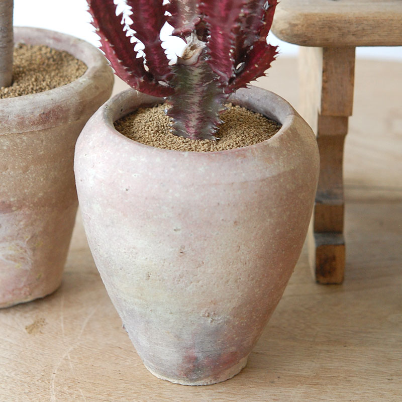 succulent x desert pot