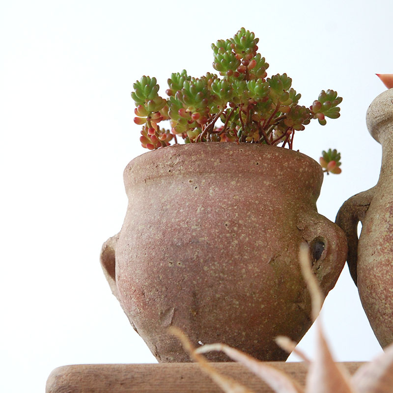 succulent x desert pot