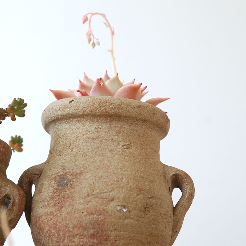succulent x desert pot