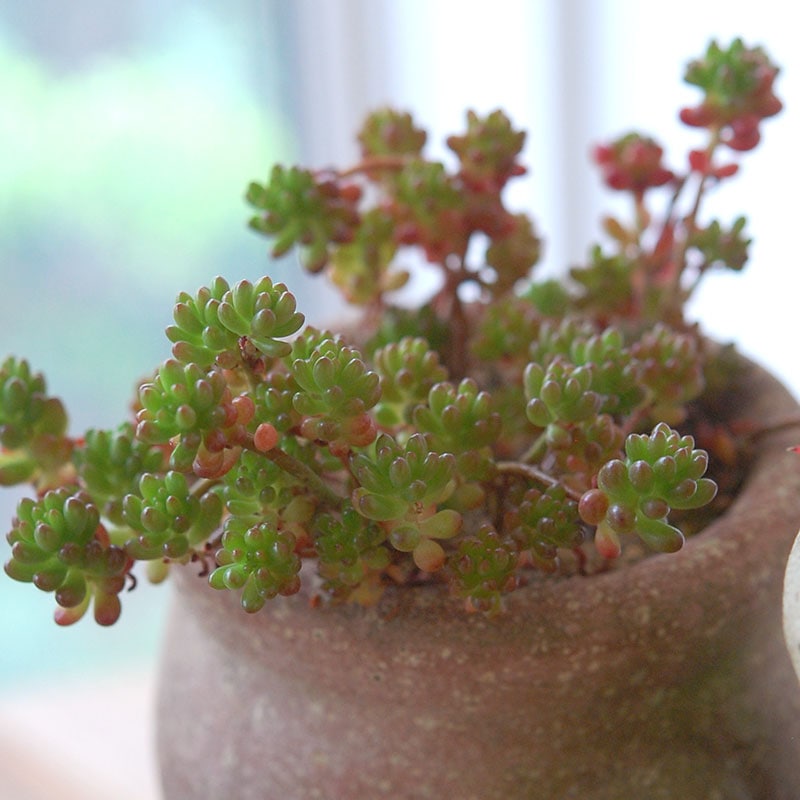 succulent x desert pot