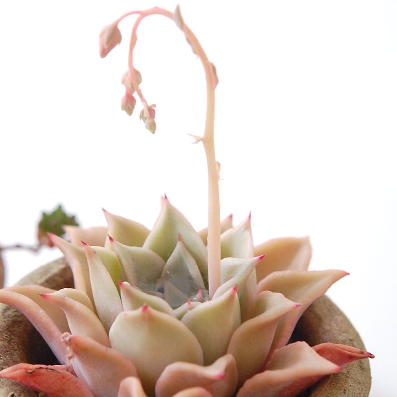 succulent x desert pot