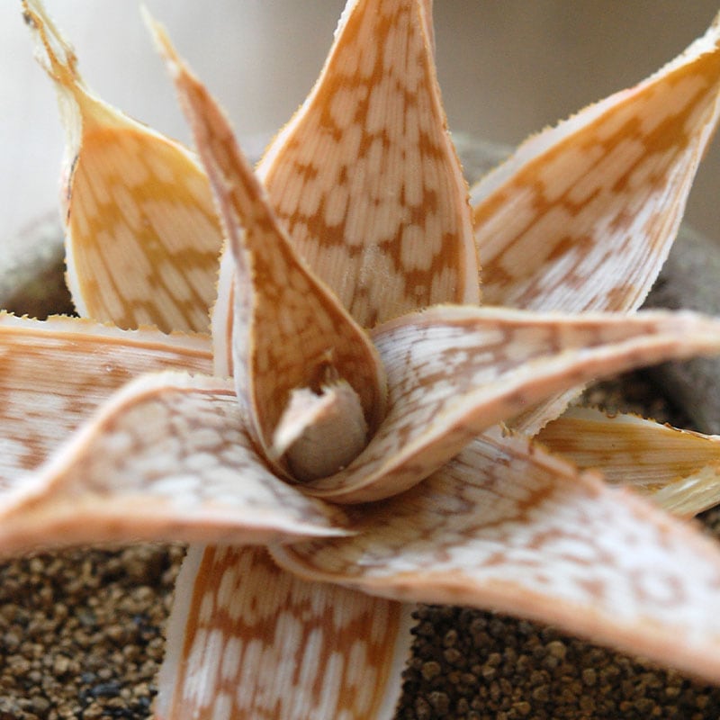 succulent x desert pot