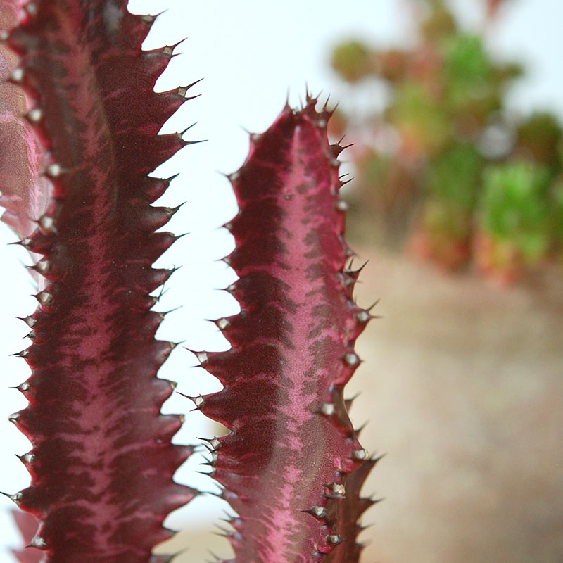 succulent x desert pot