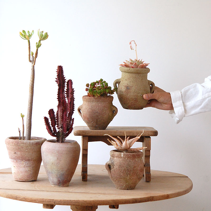 succulent x desert pot