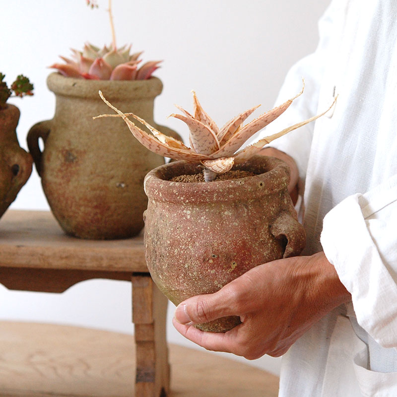 succulent x desert pot