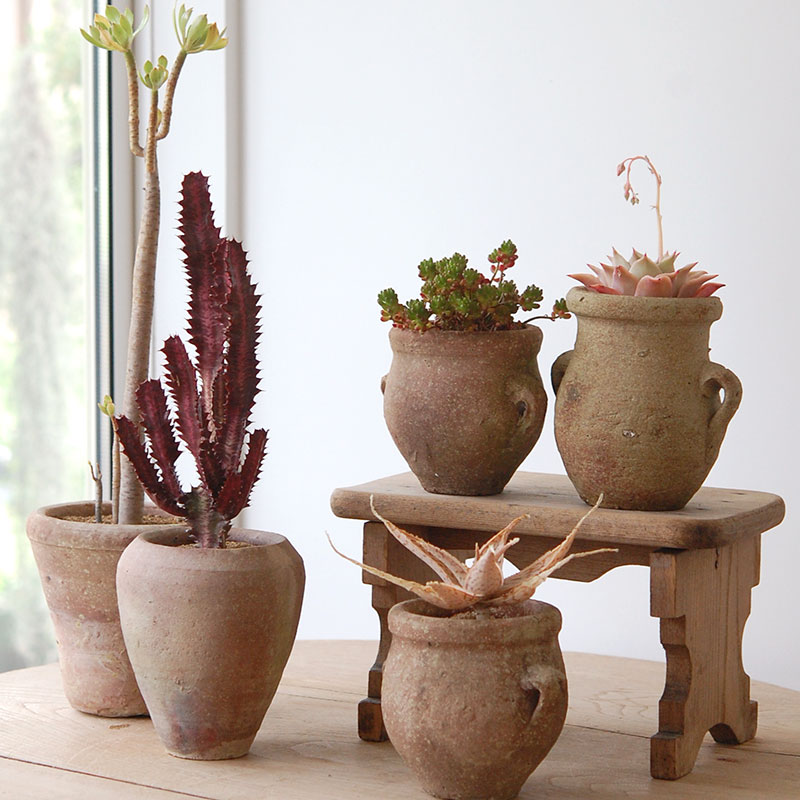 succulent x desert pot