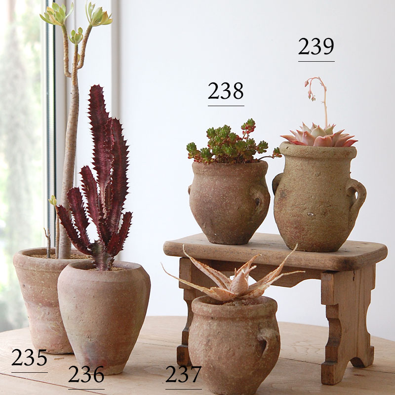 succulent x desert pot