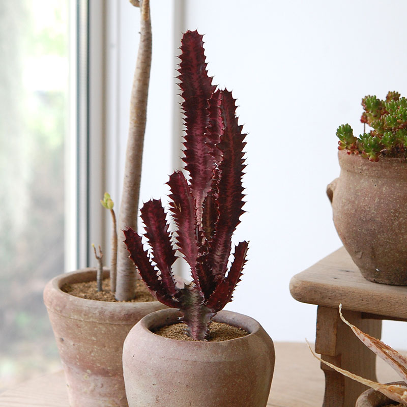 succulent x desert pot
