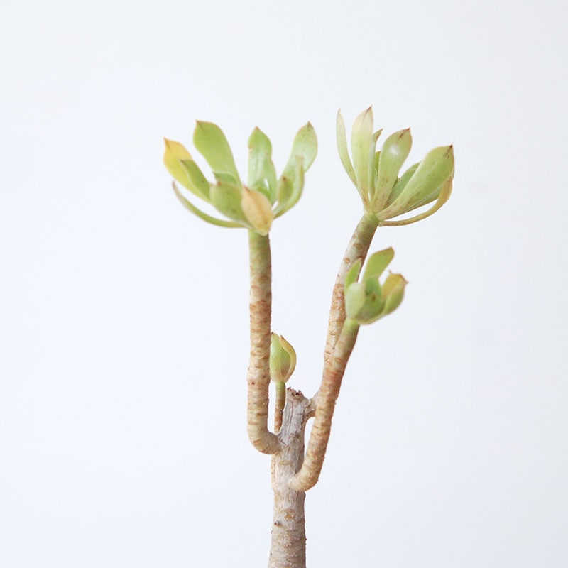 succulent x desert pot