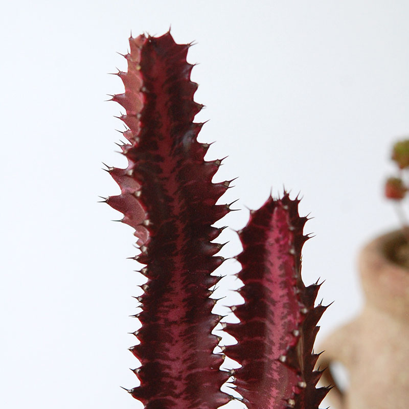 succulent x desert pot