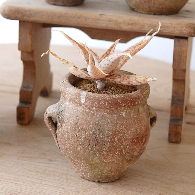 succulent x desert pot