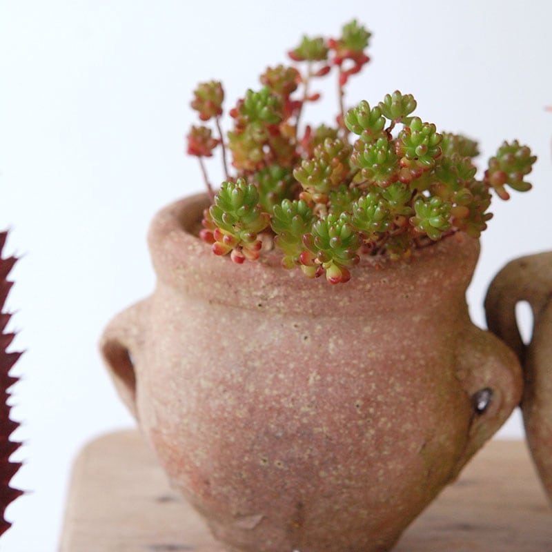 succulent x desert pot