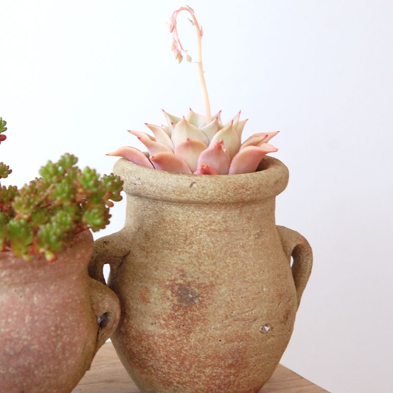 succulent x desert pot