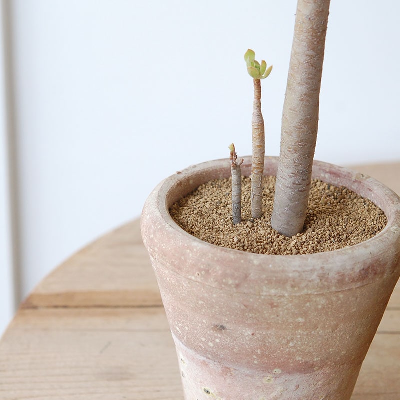 succulent x desert pot