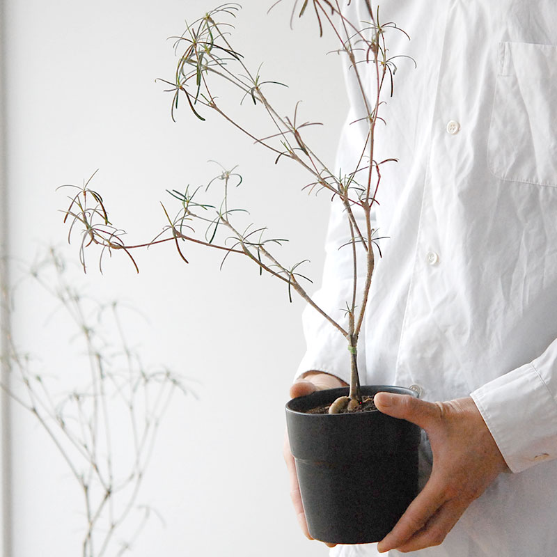 コーデックス ユーフォルビア ヘディオトイデス Euphorbia