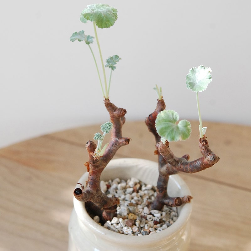 ペラルゴニウムミラビレ　塊根植物　コーデックス グラキリス　パキプス ペラルゴニウムミラビレ 塊根植物 コーデックス グラキリス パキプス