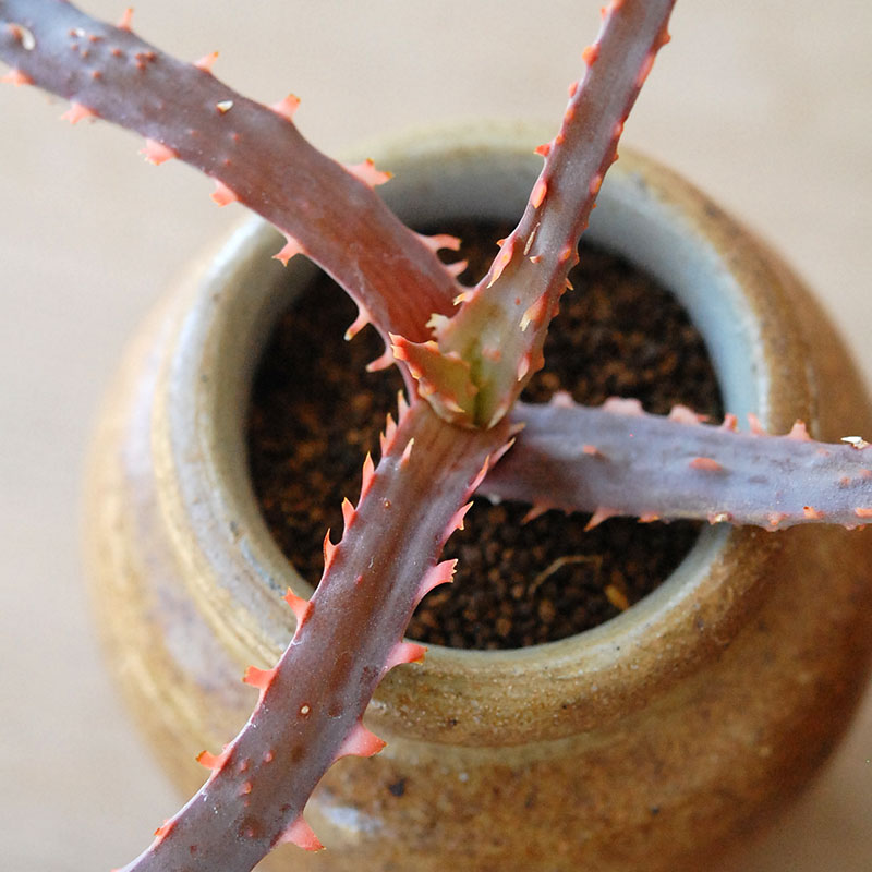 Aloe x antique pot