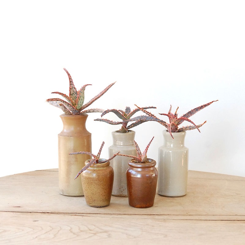 Aloe x antique pot