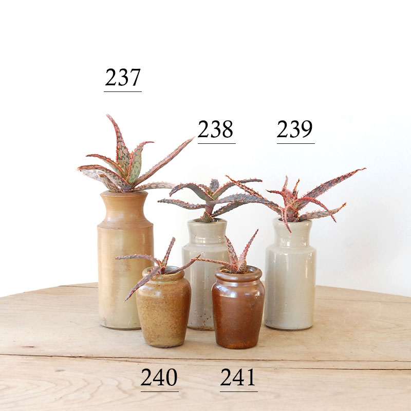 Aloe x antique pot