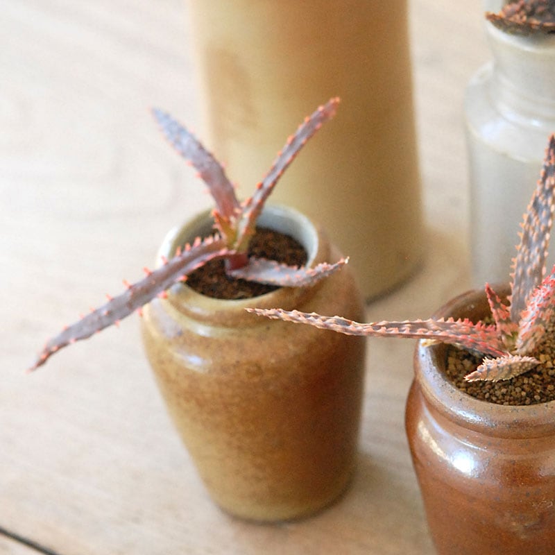 Aloe x antique pot