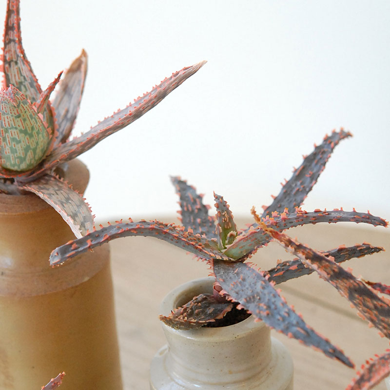 Aloe x antique pot