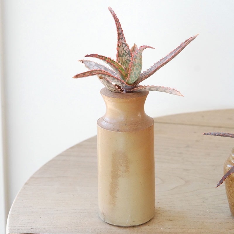 Aloe x antique pot