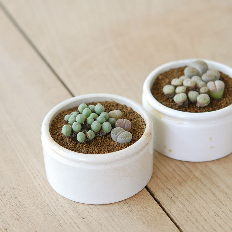 Lithops and Conophytum x antique イギリスジャー