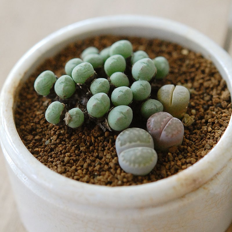 Lithops and Conophytum x antique イギリスジャー