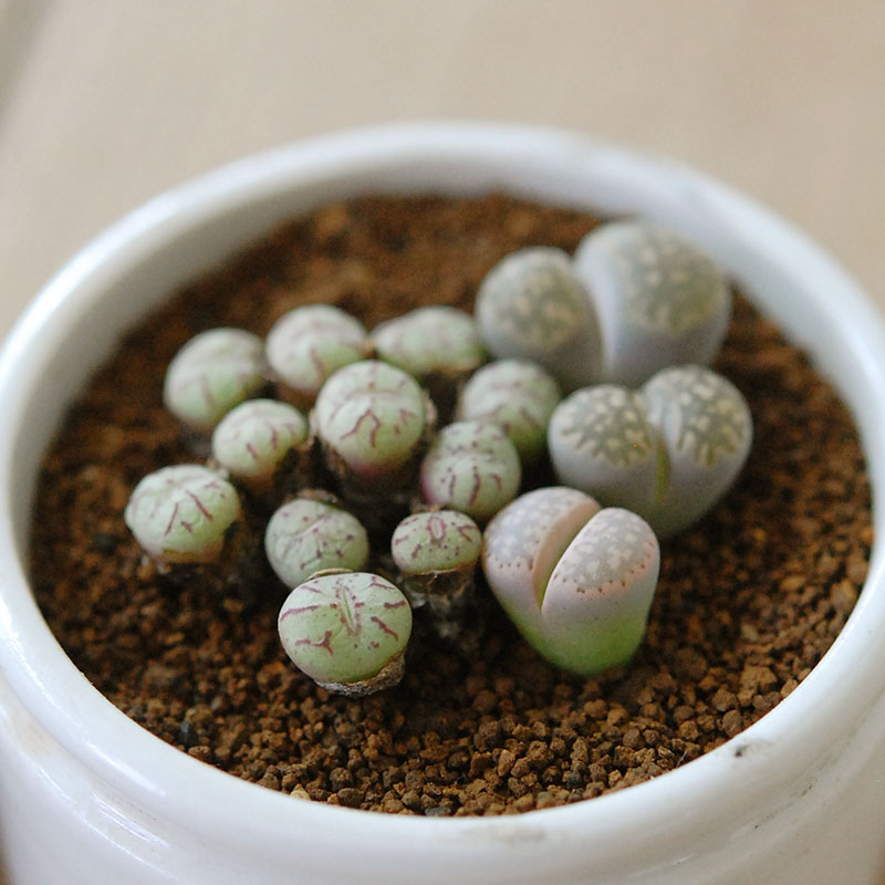 Lithops and Conophytum x antique イギリスジャー