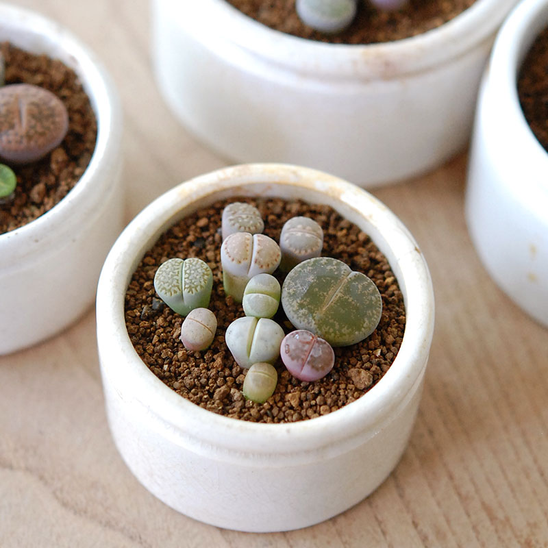 Lithops and Conophytum x antique イギリスジャー