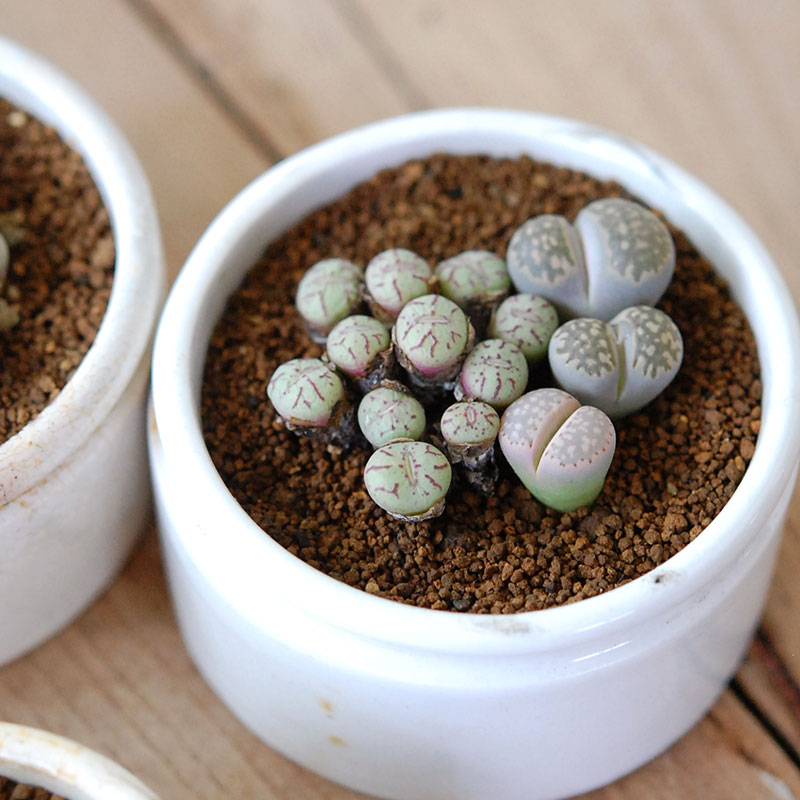 Lithops and Conophytum x antique イギリスジャー