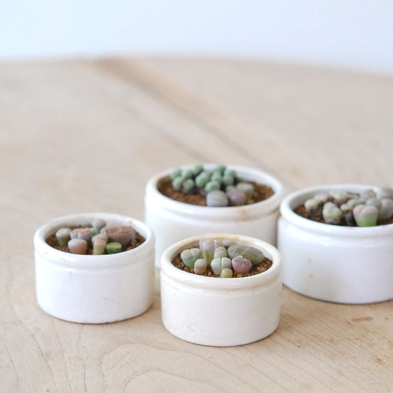 Lithops and Conophytum x antique イギリスジャー