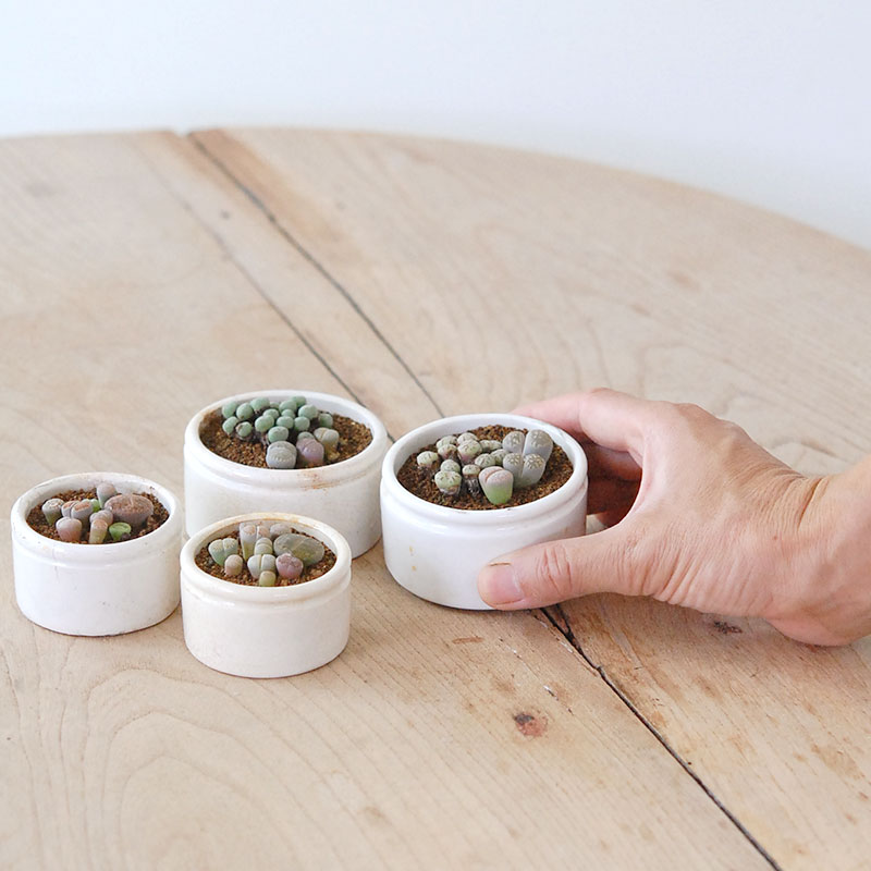 Lithops and Conophytum x antique イギリスジャー