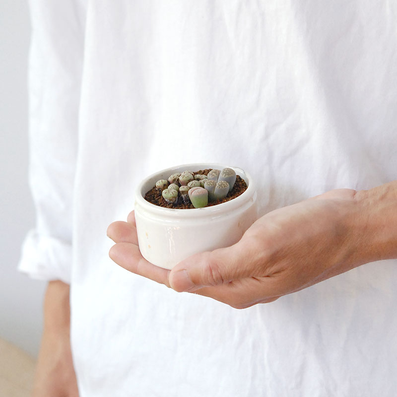 Lithops and Conophytum x antique イギリスジャー