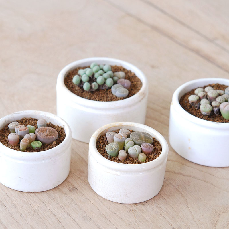Lithops and Conophytum x antique イギリスジャー