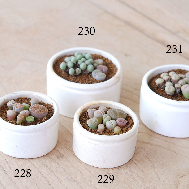 Lithops and Conophytum x antique イギリスジャー