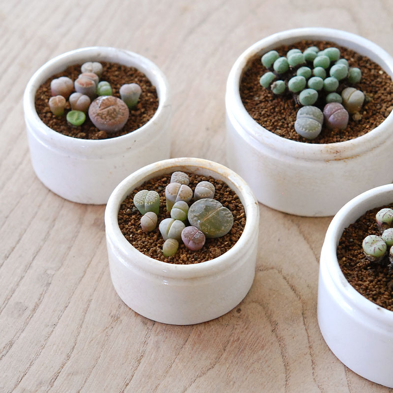 Lithops and Conophytum x antique イギリスジャー