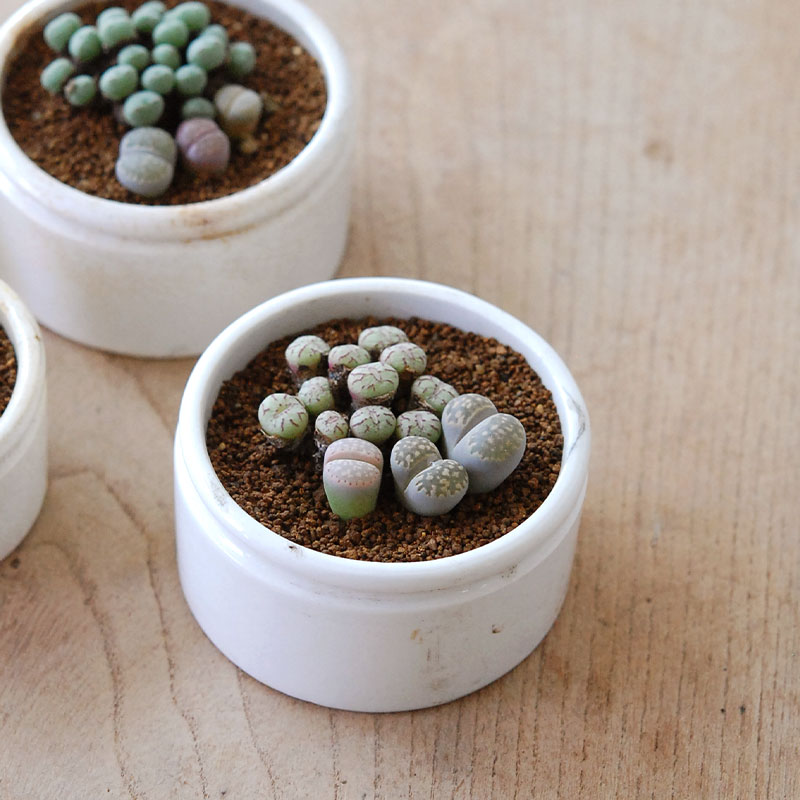 Lithops and Conophytum x antique イギリスジャー