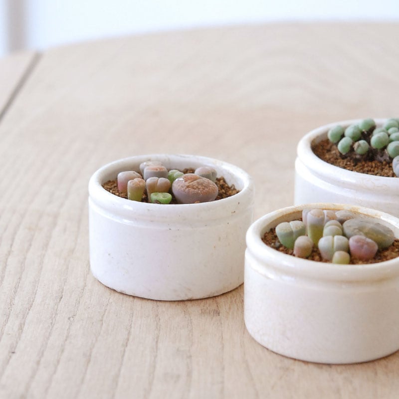 Lithops and Conophytum x antique イギリスジャー