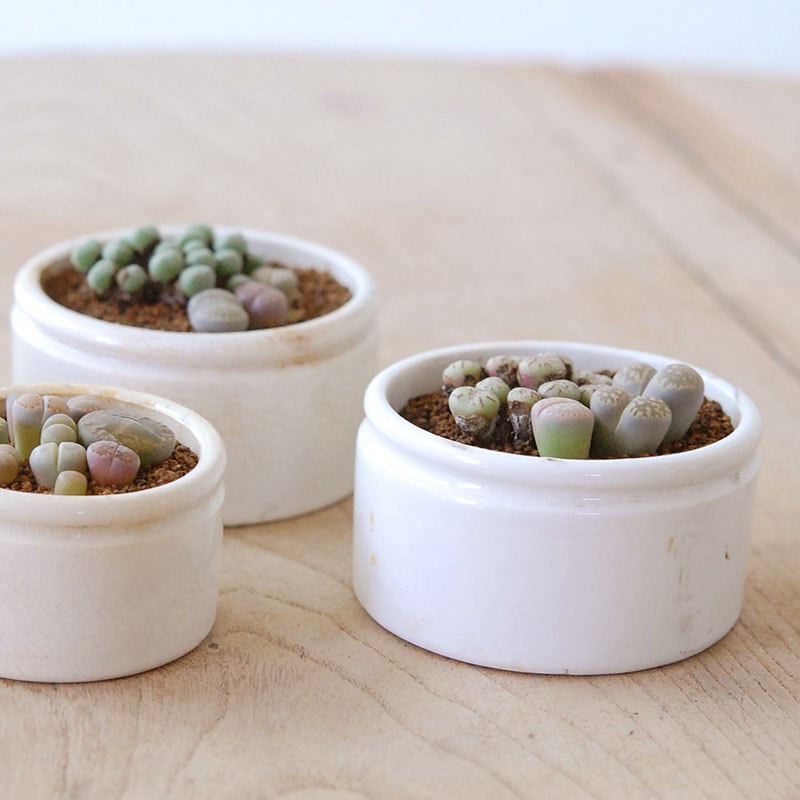 Lithops and Conophytum x antique イギリスジャー
